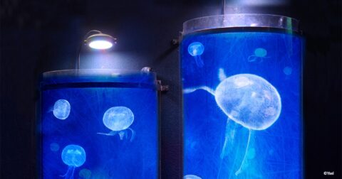 oeuvre de l'artiste Ysel représentant des bouteilles translucides bleues dans lesquelles flottent des méduses