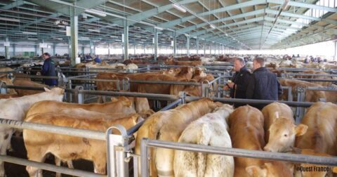 nombreuses vaches dans des stalles au Foirail avec présence de négociants