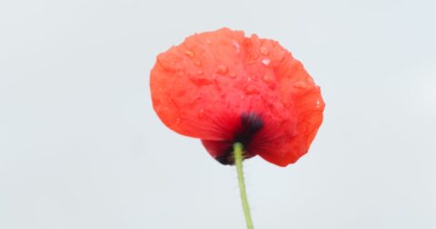 gros plan sur un pétale rouge de coquelicot avec rosée